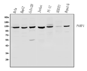 Anti-PARP/PARP1 Antibody
