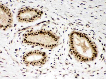 Anti-PBK Antibody