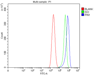Pin1 Rabbit Polyclonal Antibody