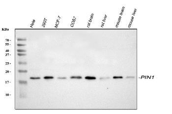Pin1 Rabbit Polyclonal Antibody