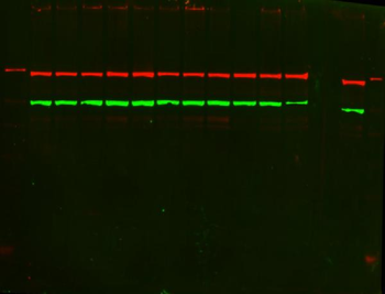 Anti-PKC alpha/PRKCA Antibody