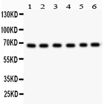 PKC iota/PRKCI Antibody