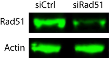 Rad51 Rabbit Polyclonal Antibody