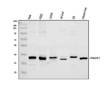 Rad51 Rabbit Polyclonal Antibody