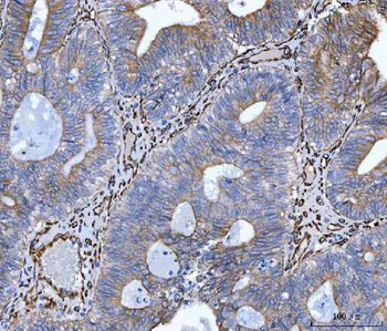 Anti-Hsp47/SERPINH1 Antibody