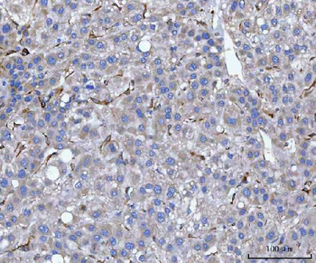 Anti-Hsp47/SERPINH1 Antibody
