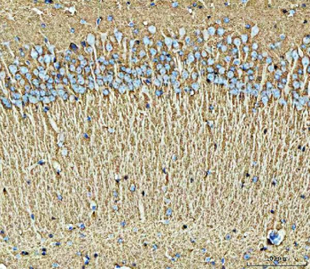 Anti-EAAT2/GLT-1/SLC1A2 Antibody