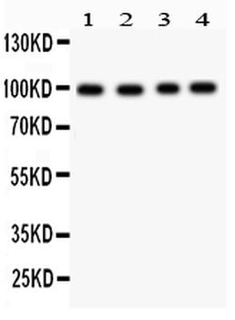 Synaptopodin/SYNPO Antibody