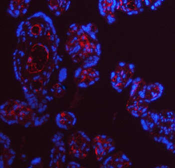 Anti-Apolipoprotein E/APOE Antibody