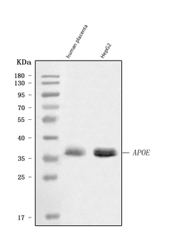 Anti-Apolipoprotein E/APOE Antibody