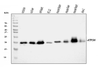 ATP5H Rabbit Polyclonal Antibody