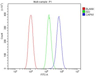Calpain 1/CAPN1 Antibody