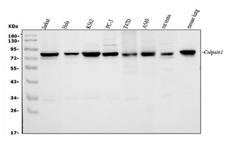 Calpain 1/CAPN1 Antibody