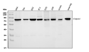 Anti-Calpain 1/CAPN1 Antibody