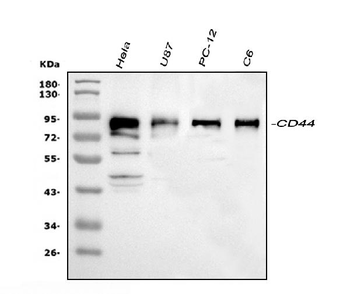 CD44 Antibody