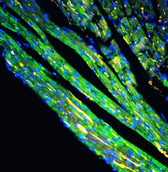 Anti-Cytochrome C/CYCS Antibody