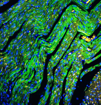 Anti-Cytochrome C/CYCS Antibody