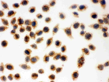 Anti-Cytochrome C/CYCS Antibody