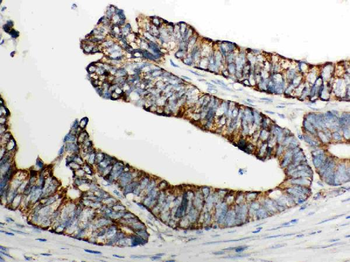 Anti-Cytochrome C/CYCS Antibody