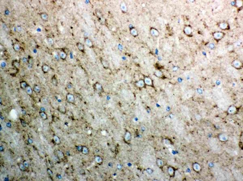 Anti-Cytochrome C/CYCS Antibody