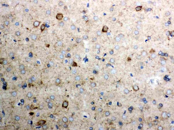 Anti-Cytochrome C/CYCS Antibody