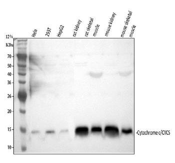 Anti-Cytochrome C/CYCS Antibody