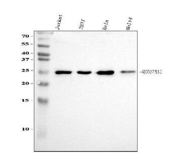 Anti-ERAB/HSD17B10 Antibody