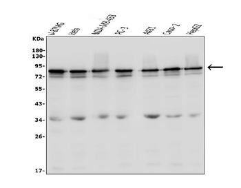 Anti-LYRIC/MTDH Antibody