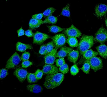 Anti-N myc interactor/NMI Antibody