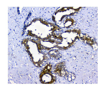 Anti-N myc interactor/NMI Antibody