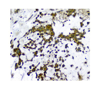 Anti-N myc interactor/NMI Antibody