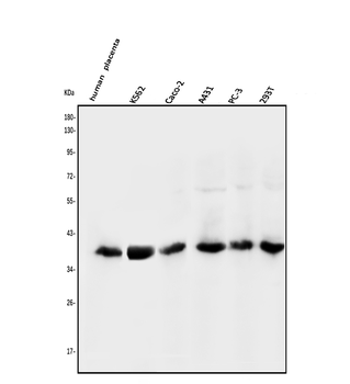 Anti-N myc interactor/NMI Antibody
