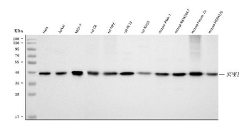 Anti-Nucleophosmin/NPM1 Antibody