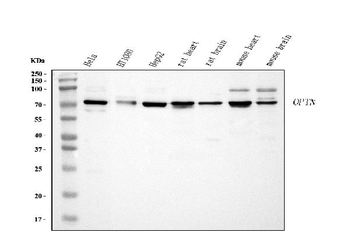 Anti-Optineurin/OPTN Antibody
