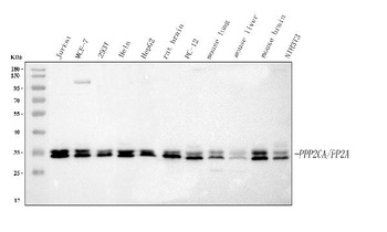 PP2A-alpha/PPP2CA Antibody