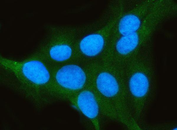 Anti-PP2A-alpha/PPP2CA Antibody