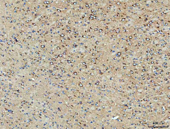 Anti-PP2A-alpha/PPP2CA Antibody