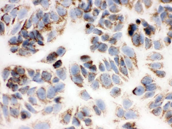 Anti-Peroxiredoxin 3/PRDX3 Antibody