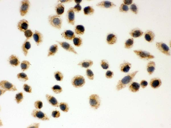 Anti-Peroxiredoxin 3/PRDX3 Antibody