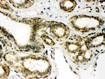 Anti-Peroxiredoxin 6/PRDX6 Antibody