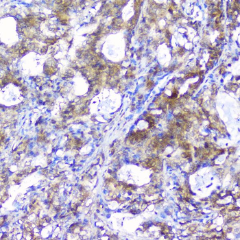 Anti-Peroxiredoxin 6/PRDX6 Antibody