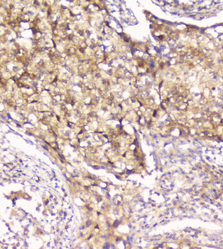 Anti-Peroxiredoxin 6/PRDX6 Antibody
