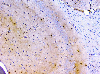 Anti-Peroxiredoxin 6/PRDX6 Antibody