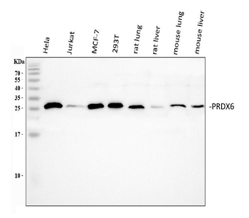 Anti-Peroxiredoxin 6/PRDX6 Antibody