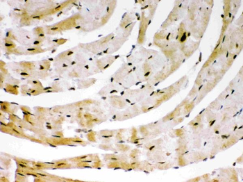 Anti-SIRT6 Antibody