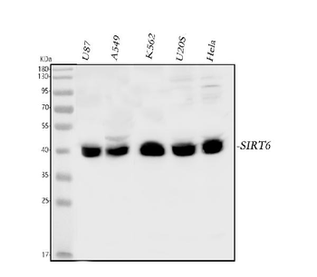 Anti-SIRT6 Antibody