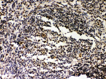 Anti-SIRT7 Antibody