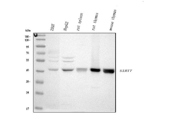 Anti-SIRT7 Antibody