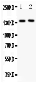 Anti-CD62P/SELP Antibody