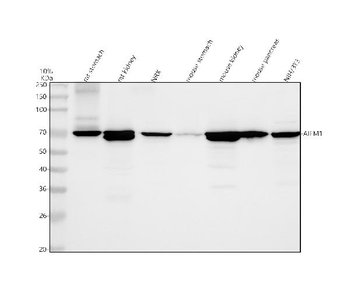 Anti-AIF/AIFM1 Antibody
